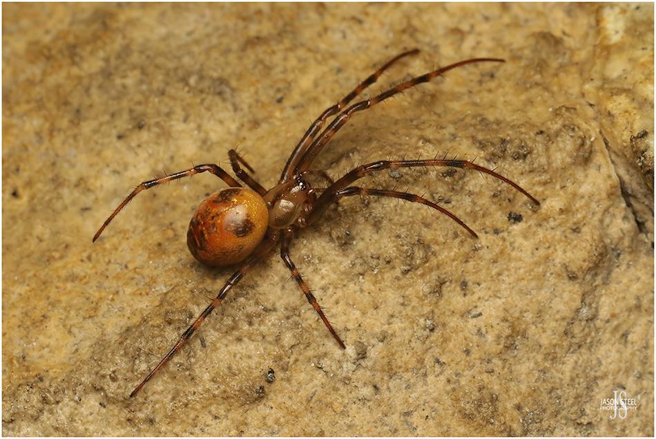 cave-spiders